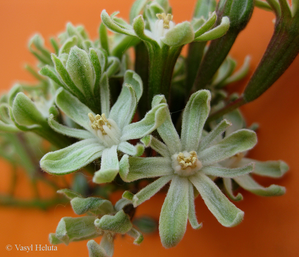 Изображение особи Gymnocladus dioicus.