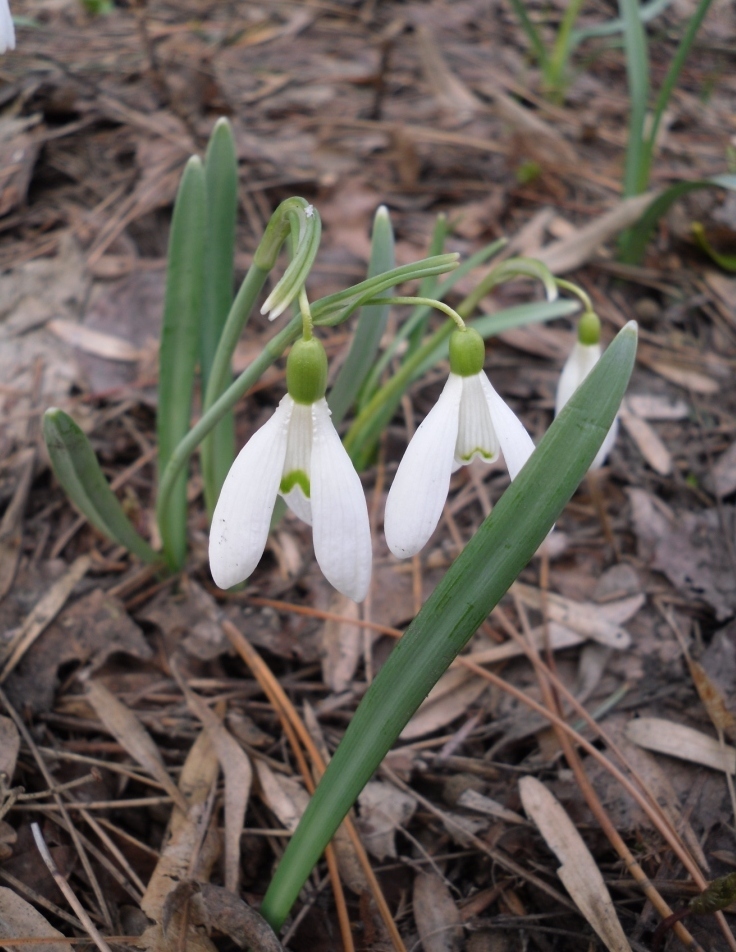 Изображение особи Galanthus nivalis.