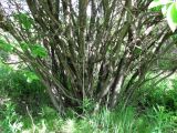 Salix myrsinifolia