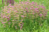 Phlomis pungens