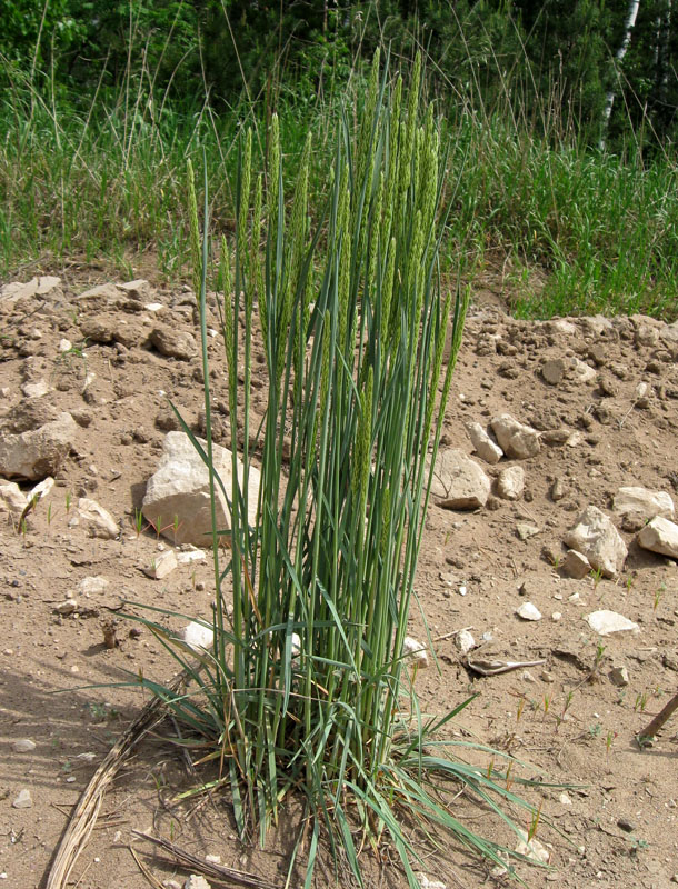 Image of Koeleria glauca specimen.