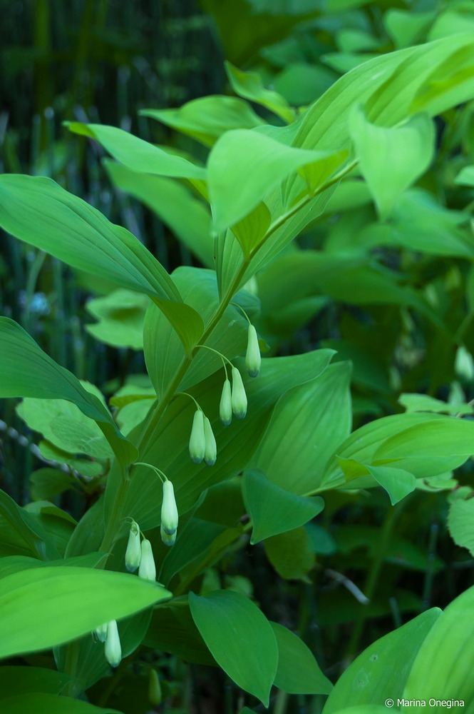 Изображение особи Polygonatum maximowiczii.