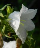 Campanula persicifolia