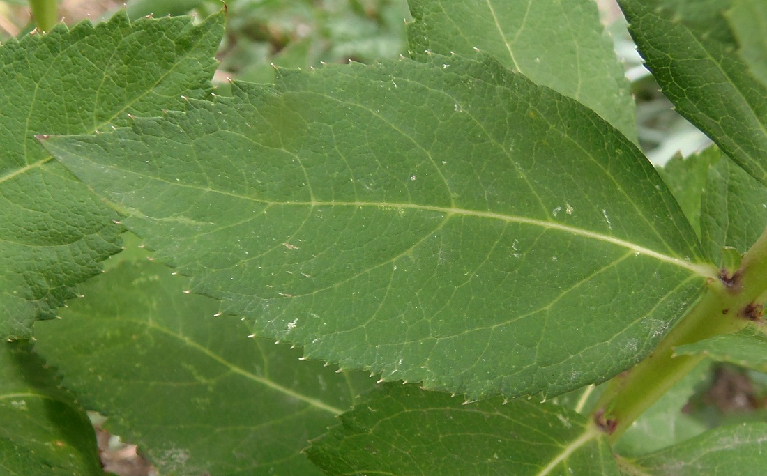 Изображение особи Platycodon grandiflorus.