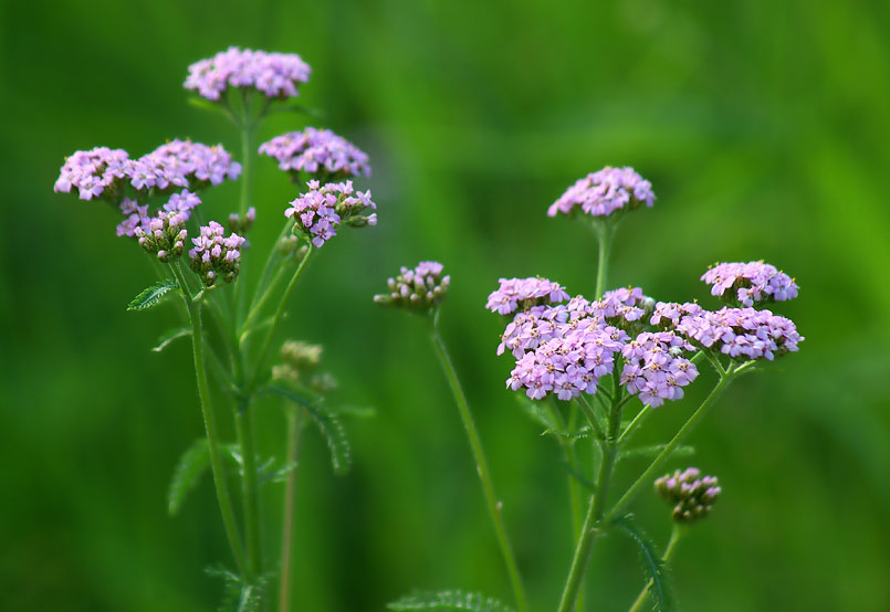 Image of Achillea asiatica specimen.