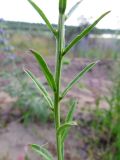 Erysimum hieraciifolium