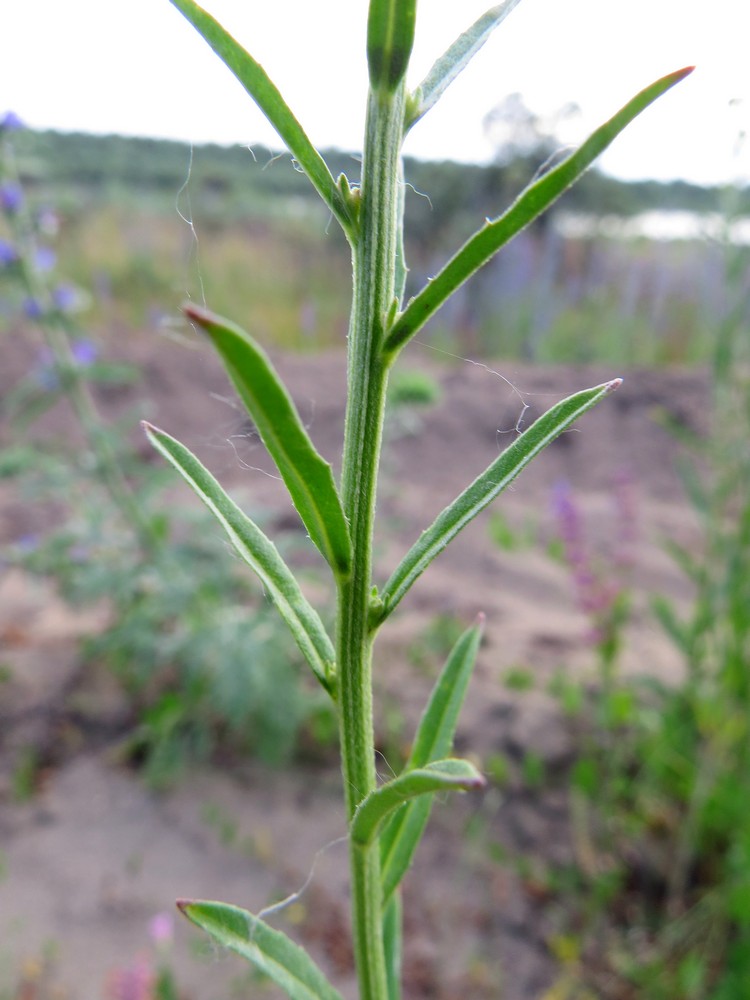 Изображение особи Erysimum hieraciifolium.