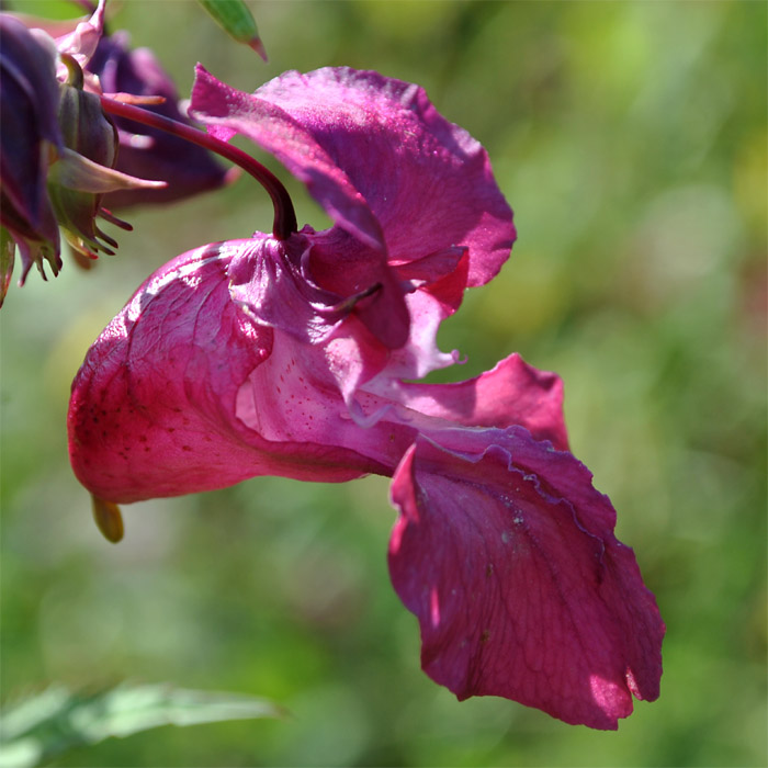 Image of Impatiens glandulifera specimen.