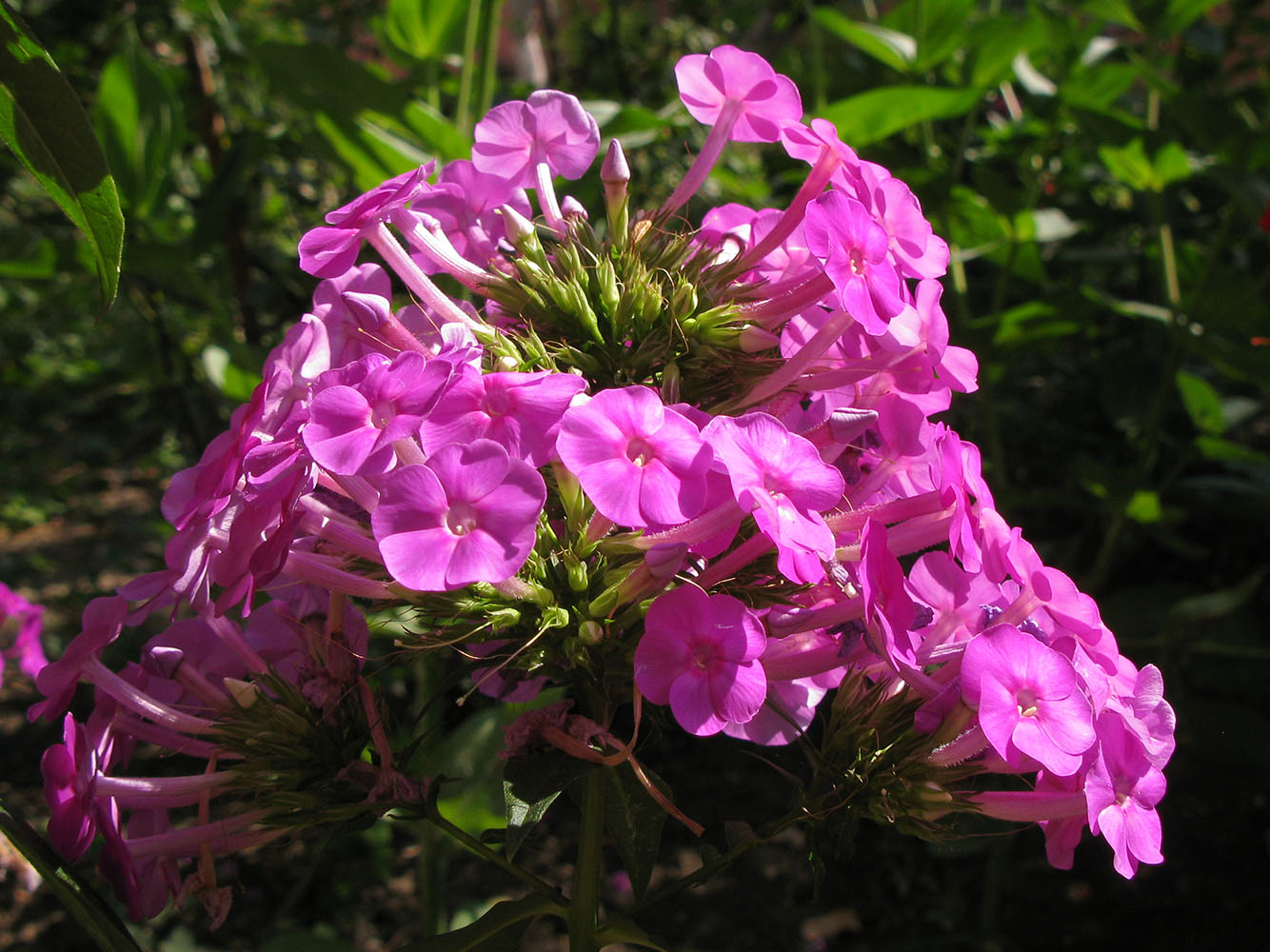 Изображение особи Phlox paniculata.