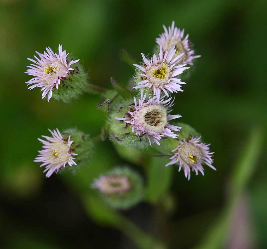 Image of Erigeron politus specimen.