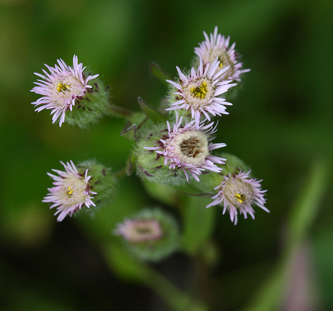 Изображение особи Erigeron politus.