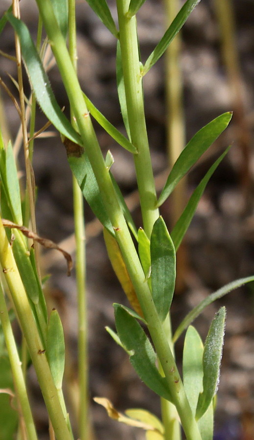 Image of Linum usitatissimum specimen.