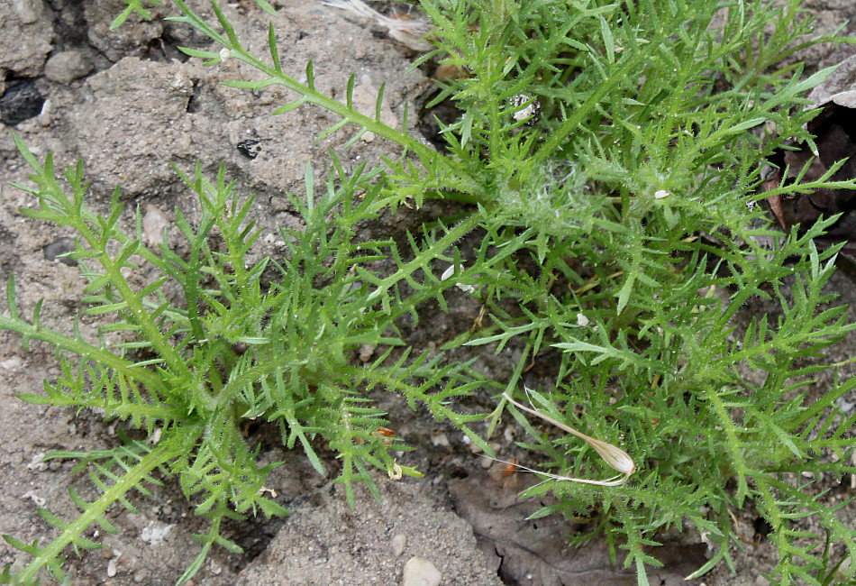 Image of Navarretia squarrosa specimen.