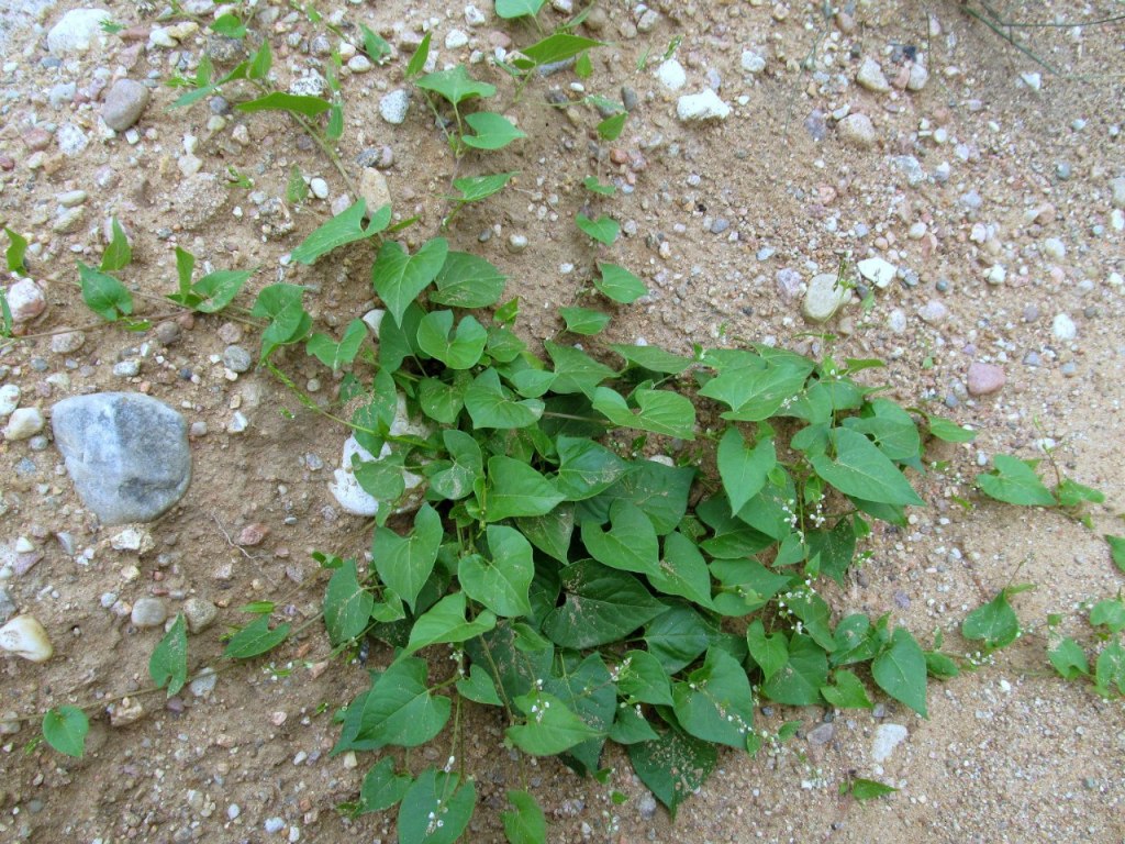 Изображение особи Fallopia convolvulus.