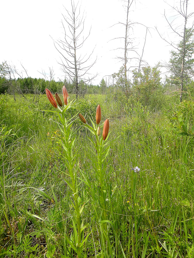 Изображение особи Lilium pensylvanicum.