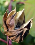 Hibiscus &times; hybridus