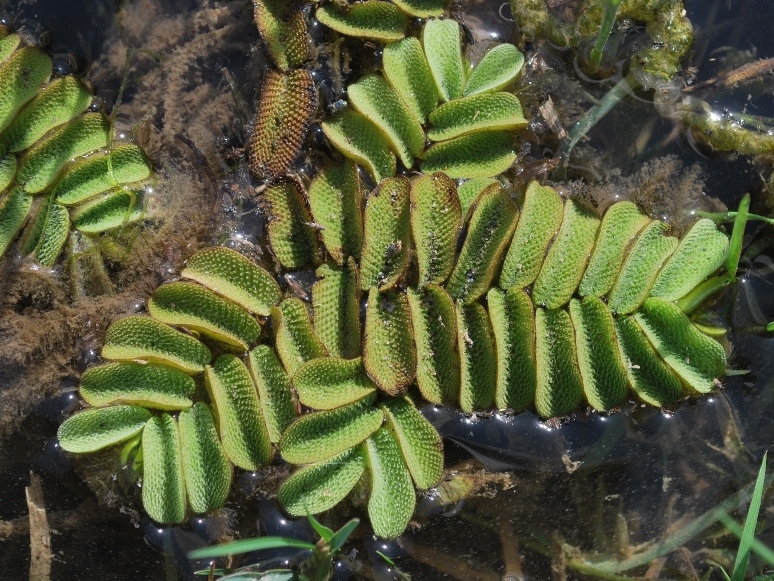 Image of Salvinia natans specimen.