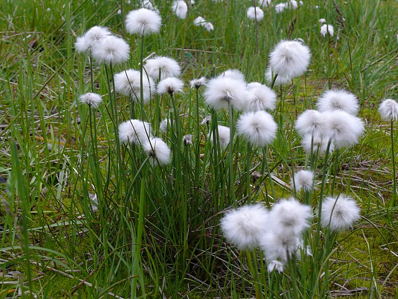 Изображение особи Eriophorum scheuchzeri.