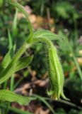 Silene noctiflora. Верхушка побега с нераспустившимся цветком. Краснодарский край, г. Крымск, территория ОСС. 24.10.2013.