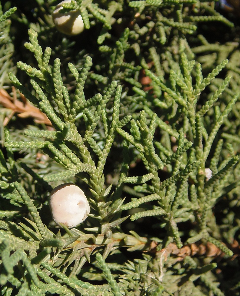 Изображение особи Juniperus chinensis.