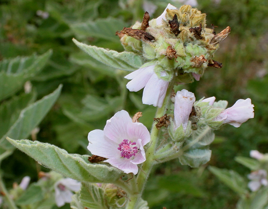 Изображение особи Althaea officinalis.