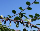 род Cotoneaster