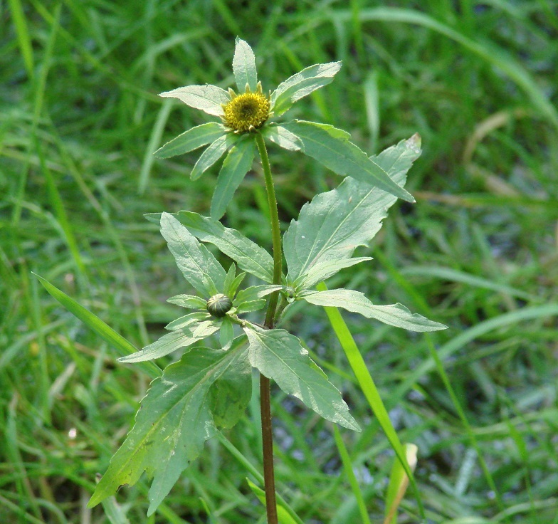 Изображение особи Bidens tripartita.