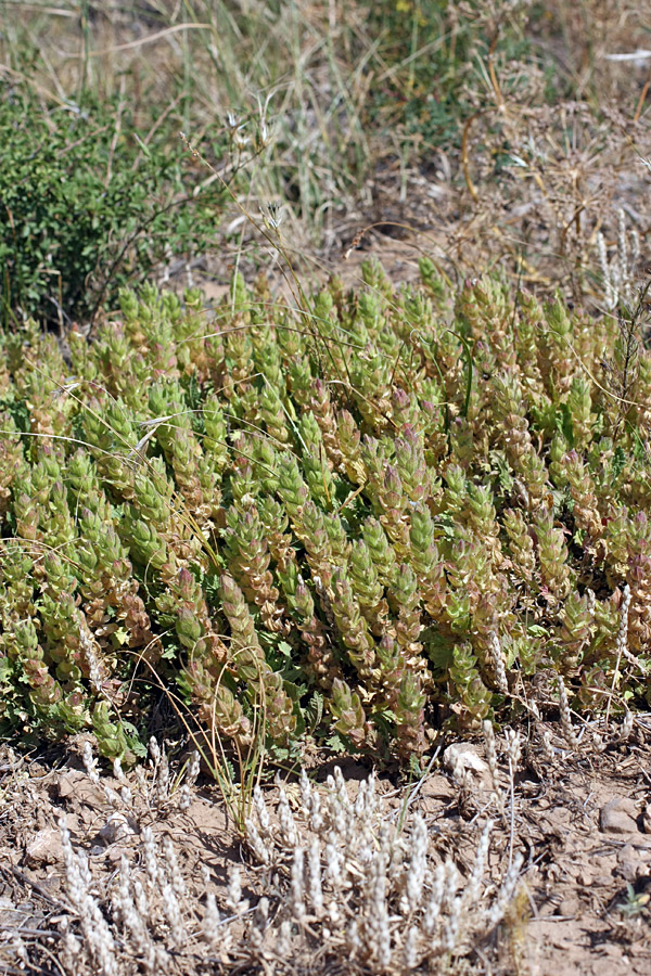 Image of Scutellaria subcaespitosa specimen.