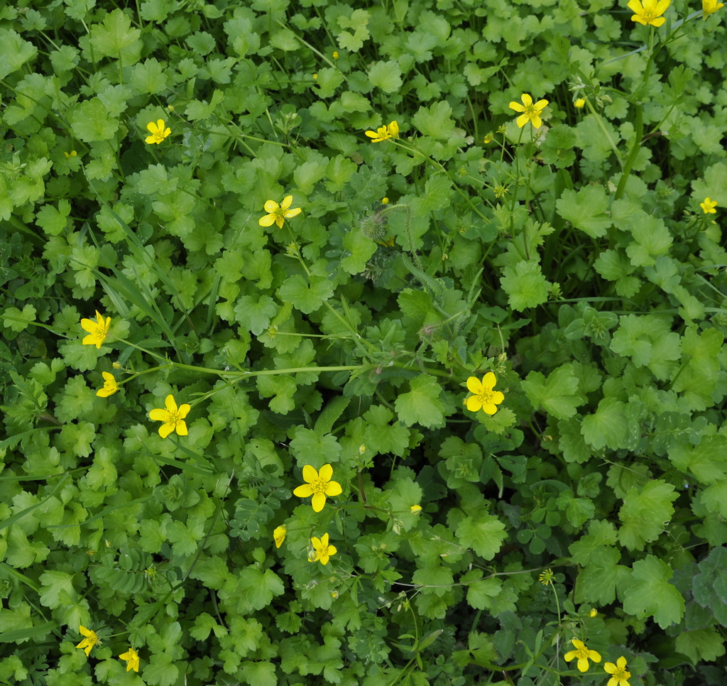 Изображение особи Ranunculus muricatus.