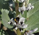 Image of taxon representative. Author is Роланд Цандекидис