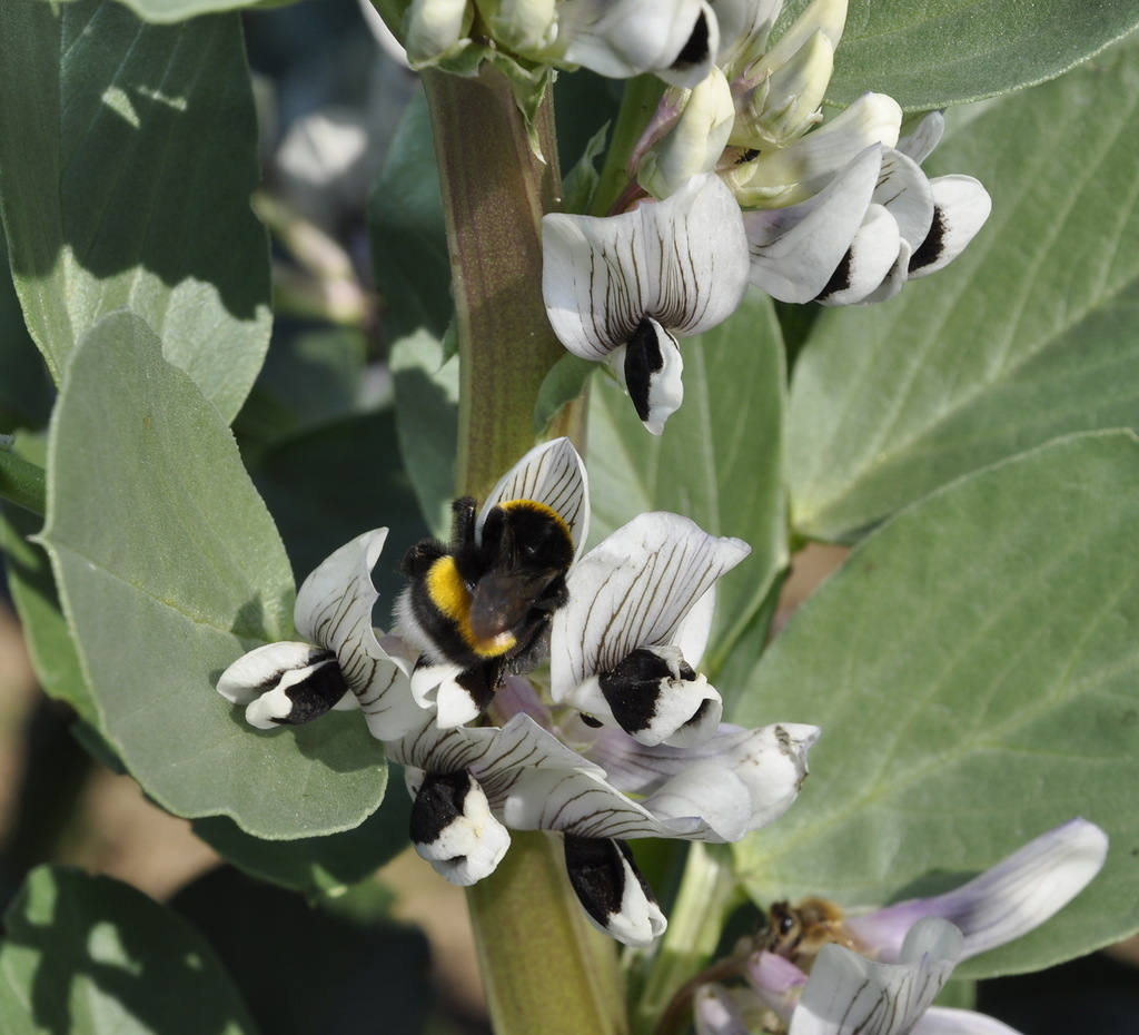 Изображение особи Vicia faba.