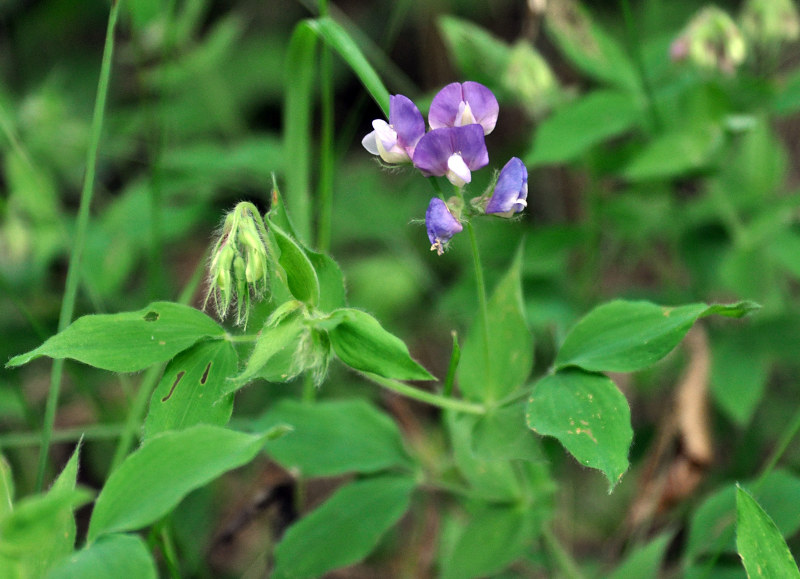 Image of Lathyrus laxiflorus specimen.