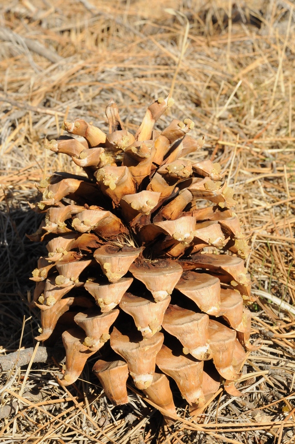 Изображение особи Pinus sabiniana.