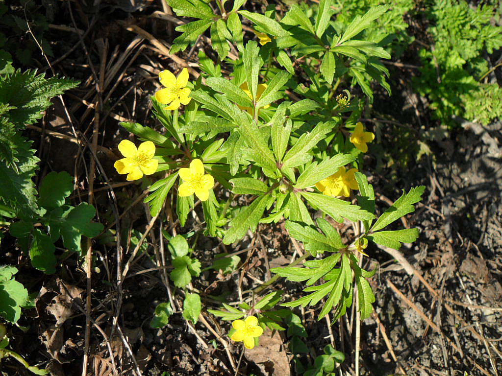 Image of Anemone ranunculoides specimen.