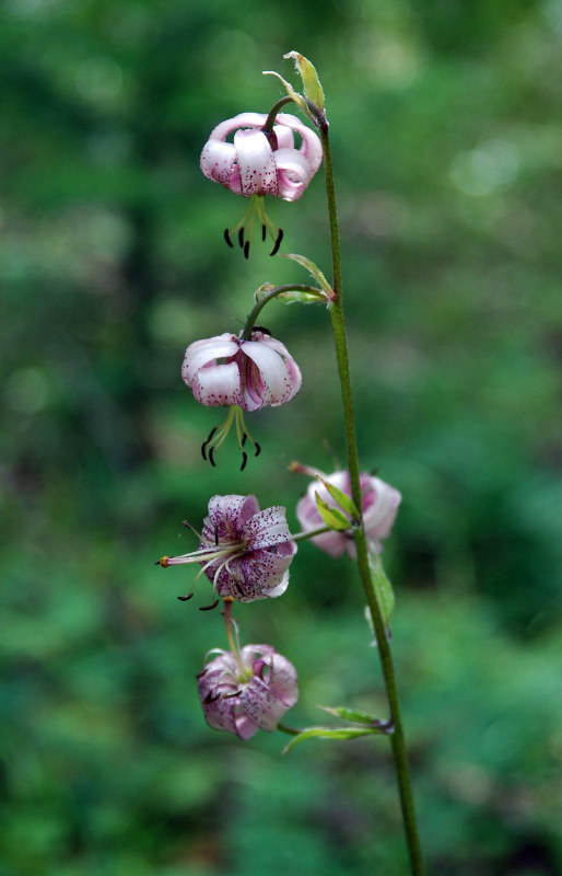 Изображение особи Lilium pilosiusculum.