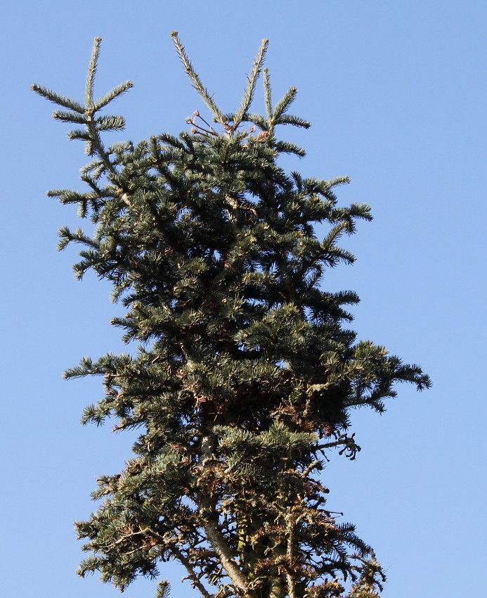 Image of Abies lasiocarpa var. arizonica specimen.