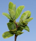 Exochorda giraldii