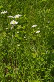 Leucanthemum vulgare