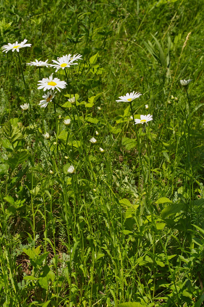 Image of Leucanthemum vulgare specimen.