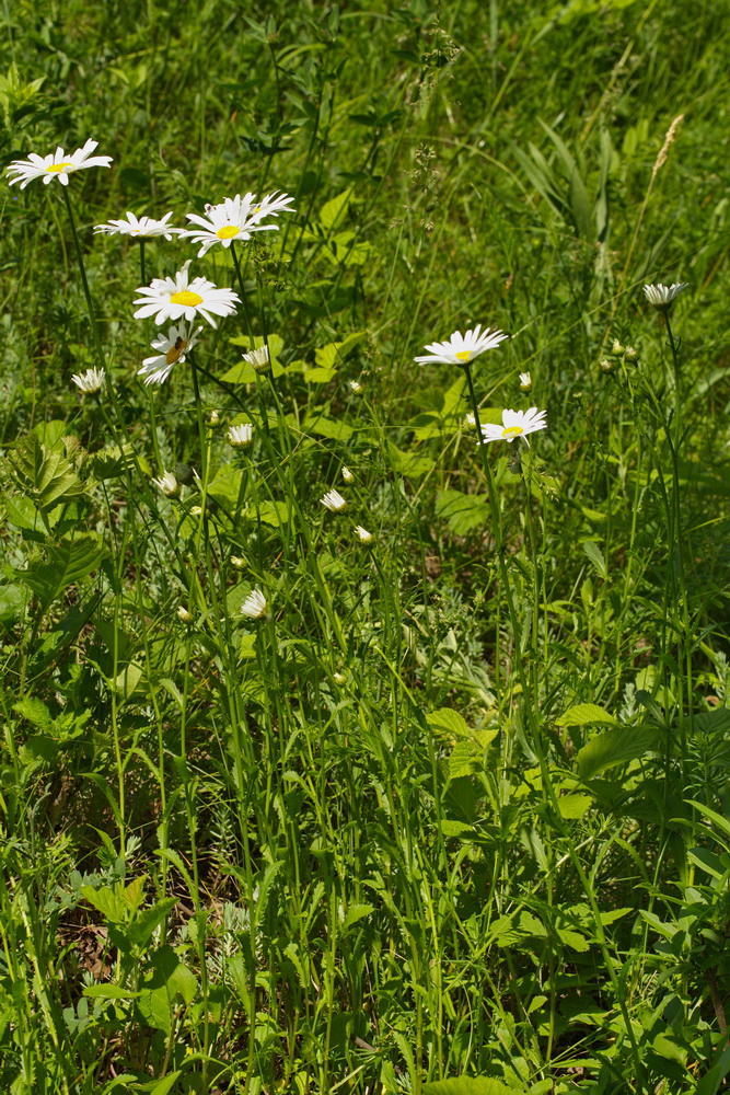 Изображение особи Leucanthemum vulgare.