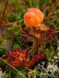 Rubus chamaemorus. Растение со зрелым плодом в каплях дождя. Мурманская обл., окр. г. Мурманск, тундра. Конец августа.