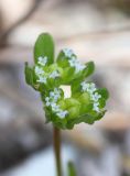 Valerianella turgida