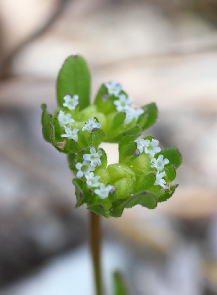 Image of Valerianella turgida specimen.