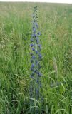 Echium vulgare