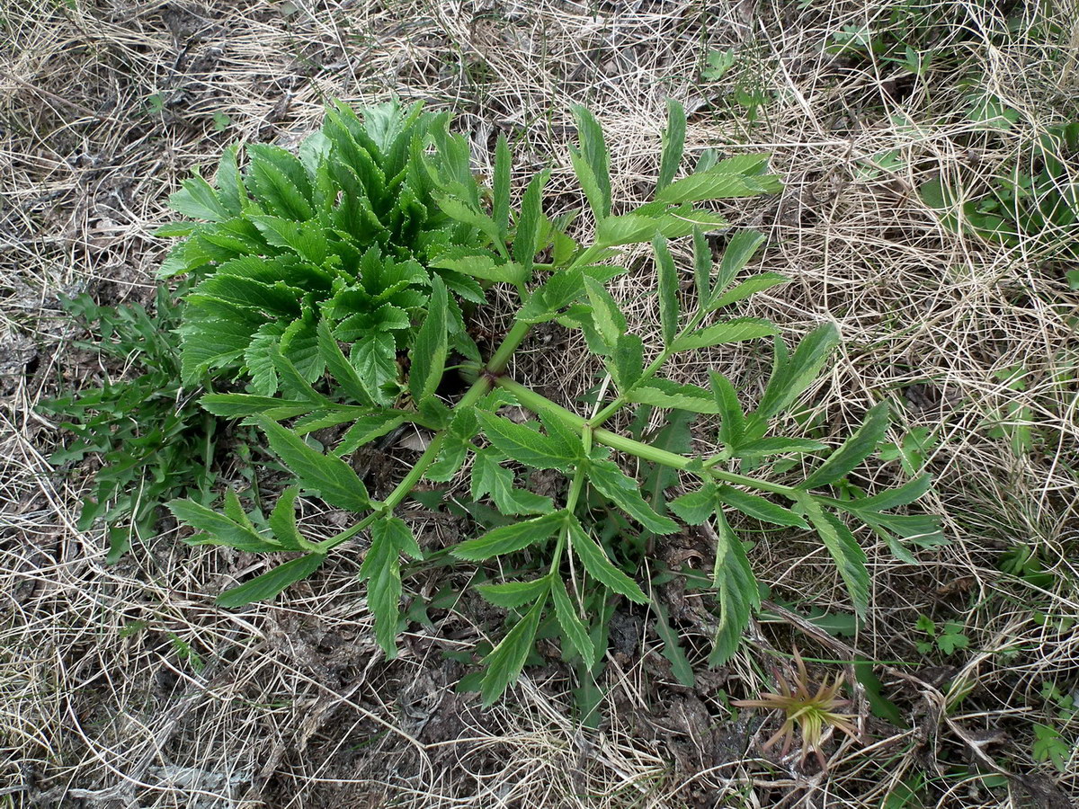 Изображение особи Archangelica officinalis.