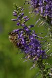 Veronica longifolia