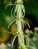 Hippuris vulgaris. Средняя часть побега с соцветиями в бутонах. Германия, г. Дюссельдорф, Ботанический сад университета. 02.06.2014.