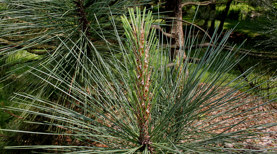 Изображение особи Pinus coulteri.