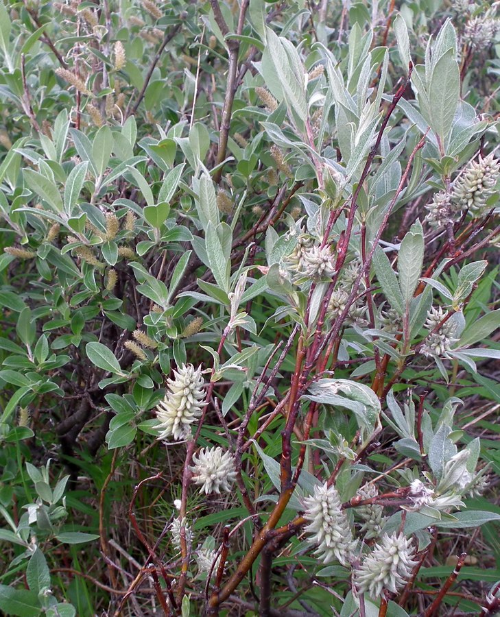 Image of genus Salix specimen.