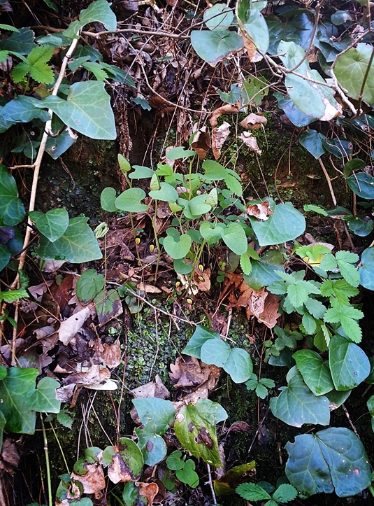 Изображение особи Aristolochia steupii.